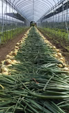 朝採り！無農薬無化学肥料　信州伊那谷★旬の野菜セット