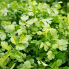 【コロナに負けたくない！】6月発送江口農園パクチー