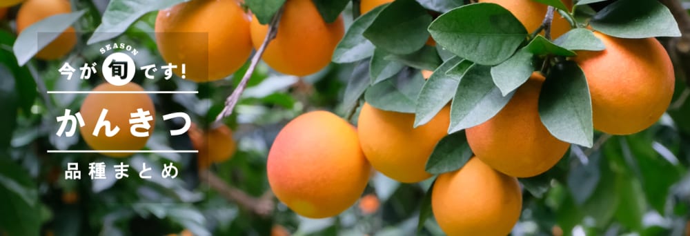 70種類】柑橘類・みかんの品種を一覧紹介！甘さ・シーズンなど