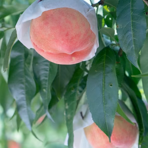 【特別限定】山梨県産川中島白桃は、甘い白桃が好きな方に非常におすすめの品