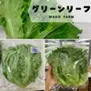 キャンペーン中「１株プレゼント」先着46名⭐️選べるレタスセット⭐️
