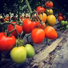 あったか料理で威力を発揮！子供も喜ぶイタリアントマト(農薬・化学肥料不使用)
