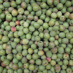 農家直送！平武農園の小梅【家庭用1kg〜】　和歌山県有田産