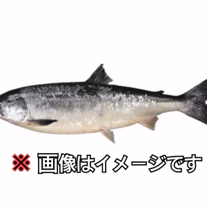 鮭【知床らうす直送】船上活締め サーモン