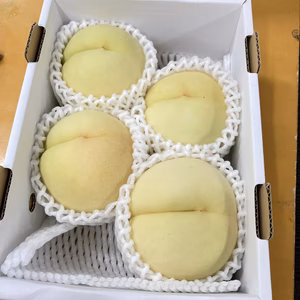 今期最終 白露