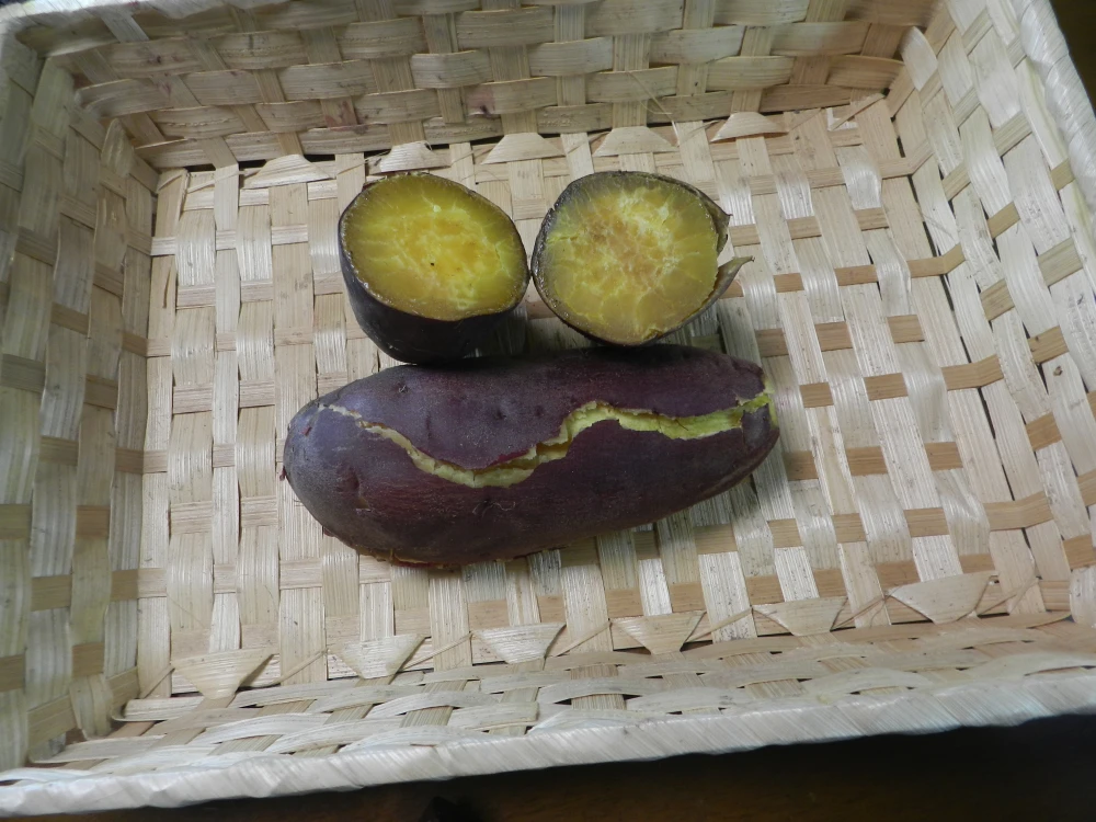 燕市の学校給食指定 天ぷらや大学芋にホクホクで甘い紅あずま　２Ｋｇ