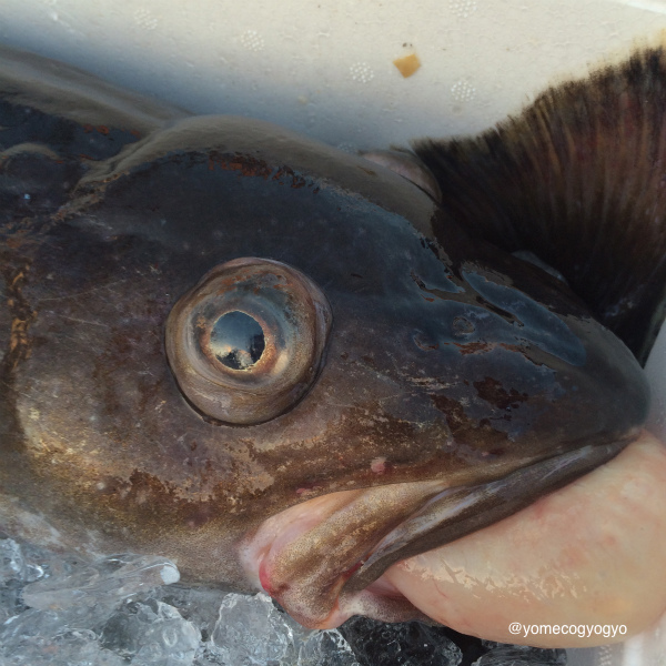 pics_01_20151103124005175