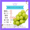 【10月予約】スペシャル5種食べ比べ♡つぶつぶパック1キロ♡山形県産ぶどう