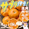 サプラ伊豆！爽やかな温州みかん【減農薬】