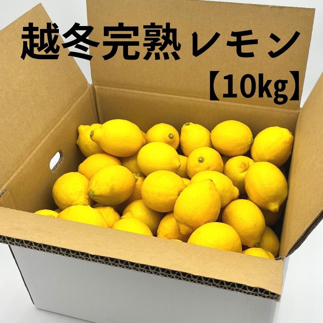 越冬完熟レモン 瀬戸内産国産レモン 訳なし L・Mサイズ 【2㎏・5㎏・10