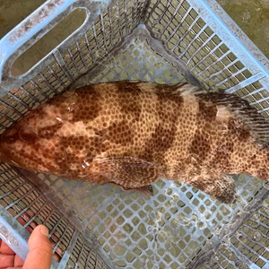 極太極上✨特特大オオモンハタ1.9k