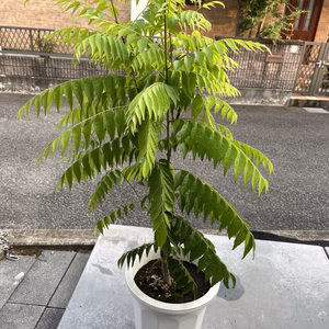 【カレーリーフ】特大サイズ