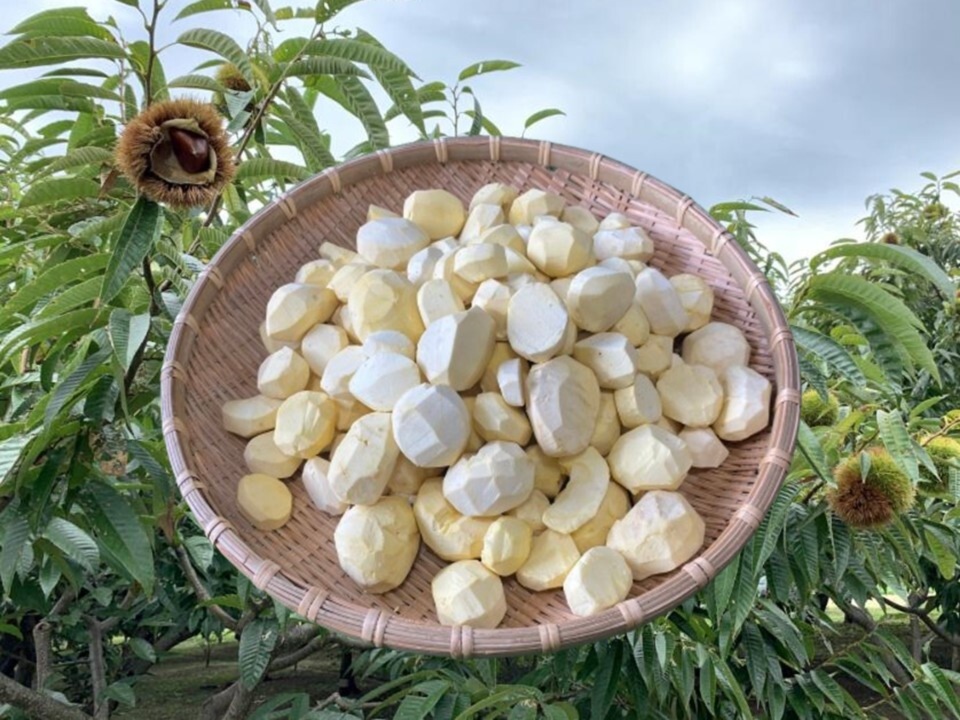 2025年収穫分 山鹿和栗 むき栗 2025年収穫分 西日本一の収穫量 山鹿