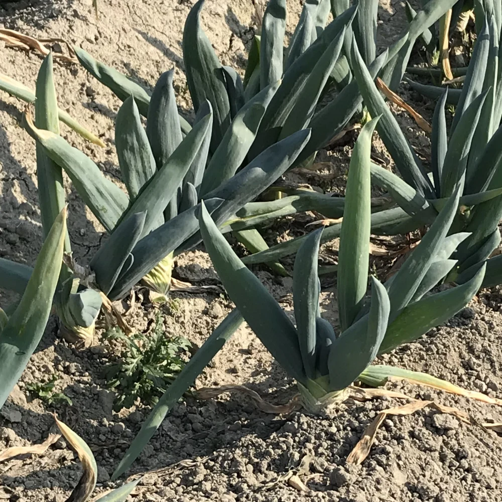 (松波)キャベツ好きのための野菜セット