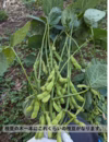 【やみつきになる枝豆 品種お任せ【農薬・化学肥料不使用】