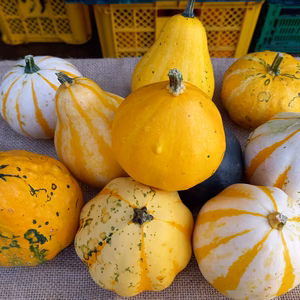 おうち　de ハロウィン(^^♪　おもちゃカボチャ（観賞用）10個