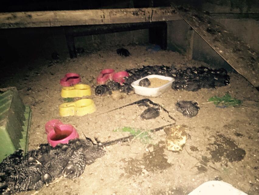 12295404_1666542656957333_2787269890851697170_n