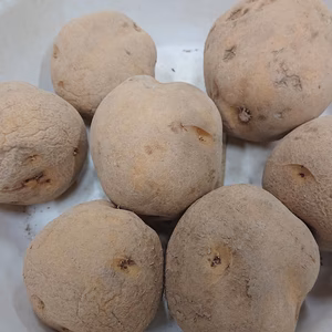 北海道産とうや