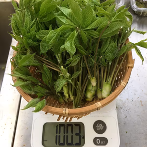 お買い得大きめ！採りたて天然こしあぶらとふきのとう