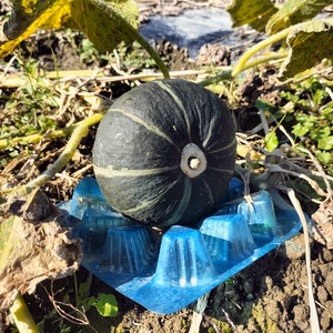 栗っプチ★チッチャく甘い！栗カボチャ界の一寸法師！(かぼちゃ、南瓜)