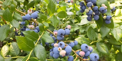 食を通してサステナビリティを学ぶ🍴 「サステナブルガストロノミー研修」レポート