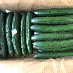 コフナ認定　諏訪湖のきゅうり 　少し太めです。