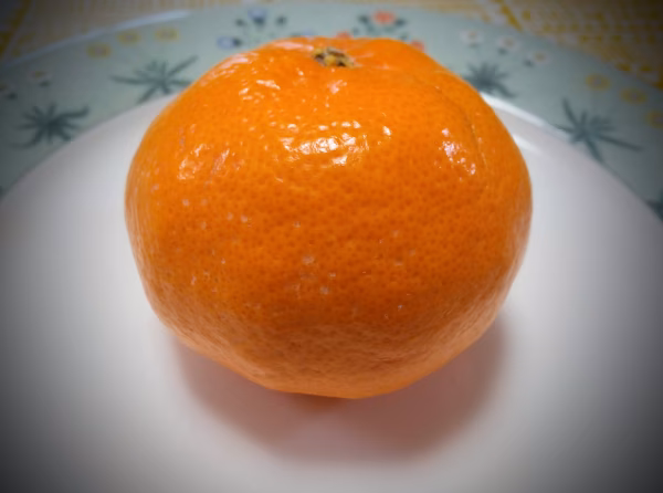 和歌山発！カンキツ新品種『はるき』 約１，５キロ  ６～１０個