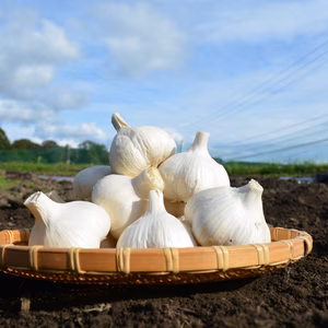 信州八ヶ岳産　農薬・化学肥料栽培期間中不使用にんにく　