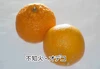 【美味しさバンザーイ】柑橘3種食べ比べセット（糖度１２～１５度）4Ｋｇ
