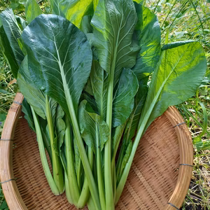【5月中旬まで期間限定】春の葉野菜！小松菜+山東菜5袋セット