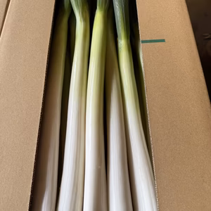 シャキシャキ甘い　長ネギ【夏扇パワー】L 10本