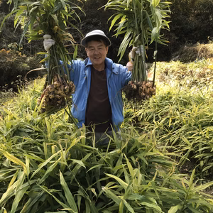土佐山村の生姜　1kg〜