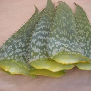 アロエ 毎朝爽快　コロナ免疫