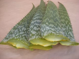 アロエ 毎朝爽快　コロナ免疫