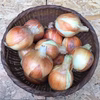 《農薬,化学肥料不使用》たまねぎ
