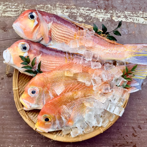 【白身魚の食べ比べ】甘鯛 × レンコダイ セット｜漁師直送