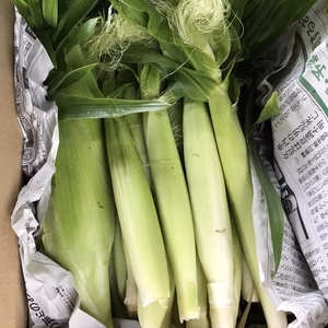 【希少】秋どりヤングコーン　1.5kg　「んめぇとみぎ」