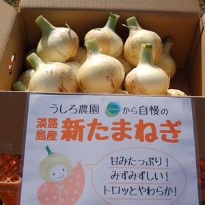 ◆訳あり◆みずみずしく柔らか〜い♪淡路島の新玉ねぎ【兵庫安心ブランド認証