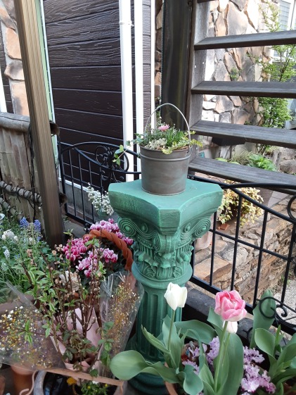 白いお花好きさんへ 宿根 アレナリアホワイトサマー シレネ ユニフローラのセット 農家漁師から産地直送の通販 ポケットマルシェ