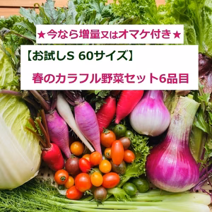 【お試しＳ】たてやまかおり菜園の『春のカラフル野菜セットS6品目』
