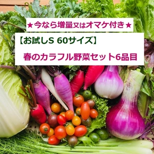 【お試しＳ】たてやまかおり菜園の『春のカラフル野菜セットS6品目』