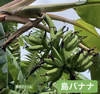 〔自然栽培〕ワクワクバナナ2.5