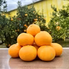 こたつみかん♩南柑20号