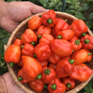 生唐辛子　品種『ハバネロ』レッド　５００g