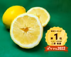 困ってます　訳あり種なしレモン　売り切り数量限定
