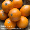 食べ比べる⁉︎ 3種の柑橘セット【農薬不使用】