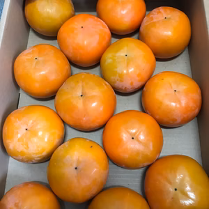 キズ物早生富有14個前後