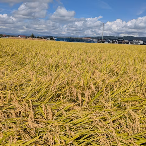 数量限定　山形県産　令和6年産　つや姫　無洗米　5kg　　