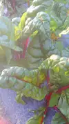 【春のカラフル菜っ葉】優しい彩り菜っ葉セット(5袋)
