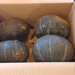 ■農薬不使用■ミニコフキかぼちゃ